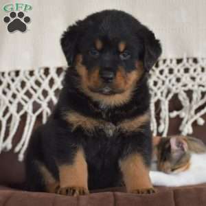 Ava, Rottweiler Mix Puppy